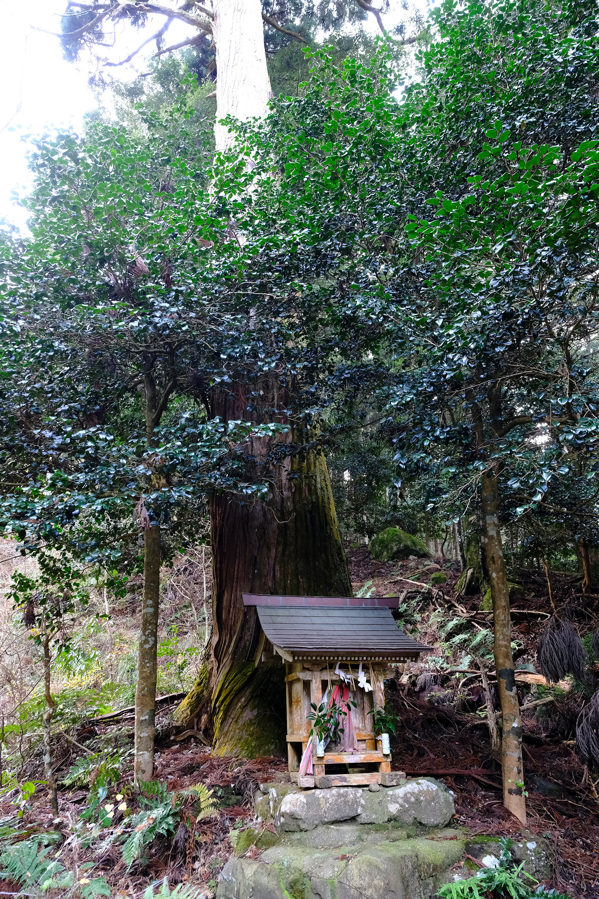 黄和田町の大木と山の神の写真