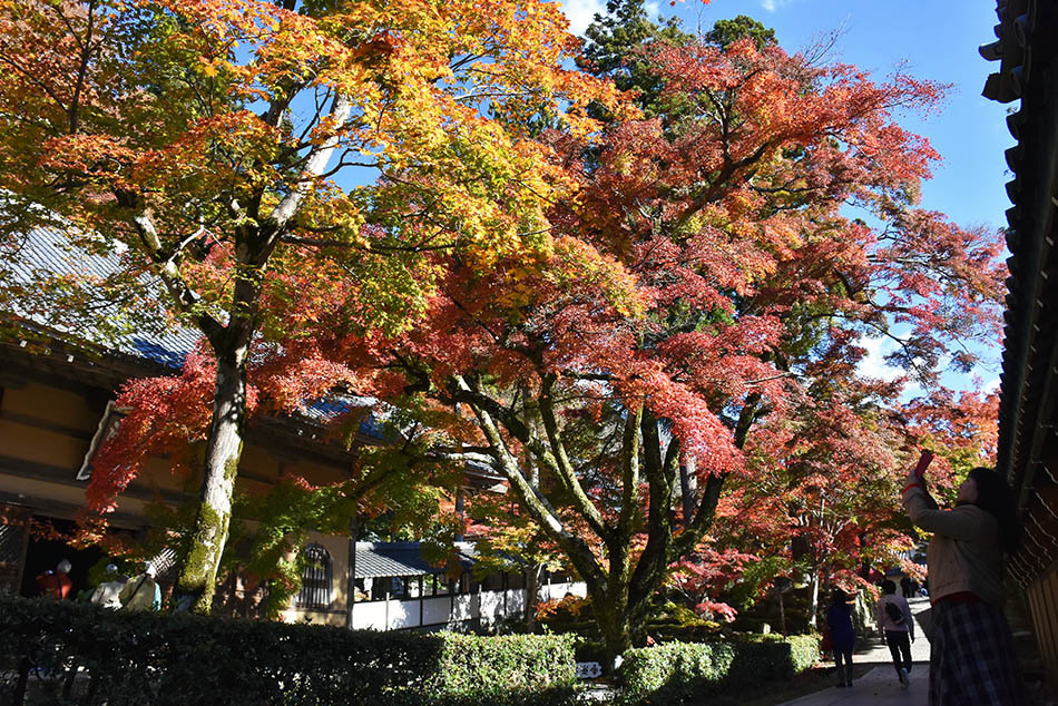 紅葉の永源寺　本堂付近