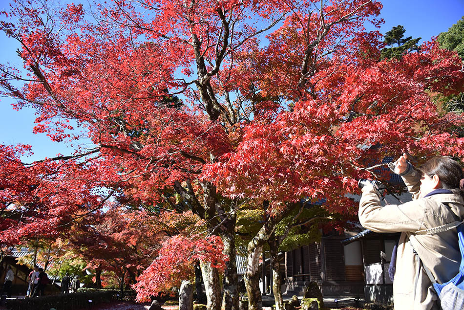 紅葉の永源寺　法堂付近