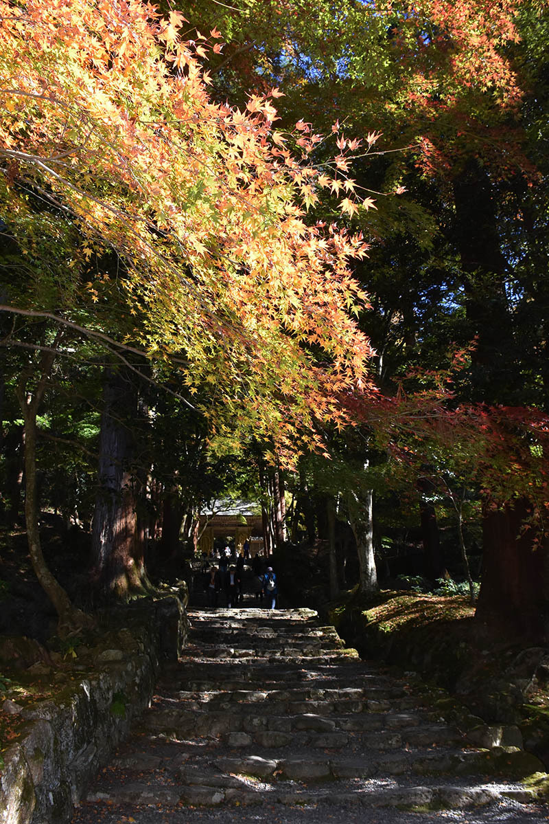 紅葉の百済寺　石段付近