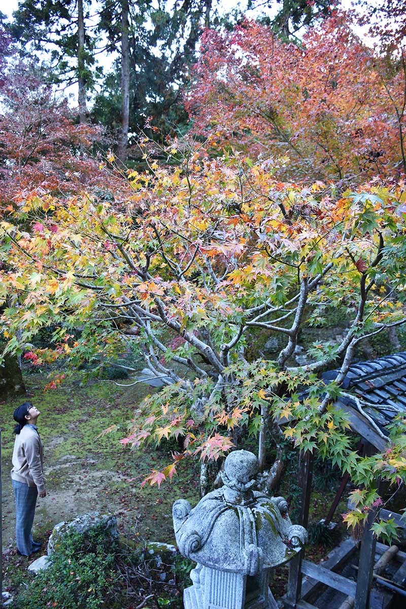 紅葉の石馬寺　本堂付近3