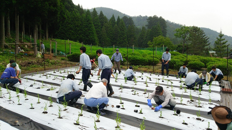 ムラサキの植え付けを行う人たち