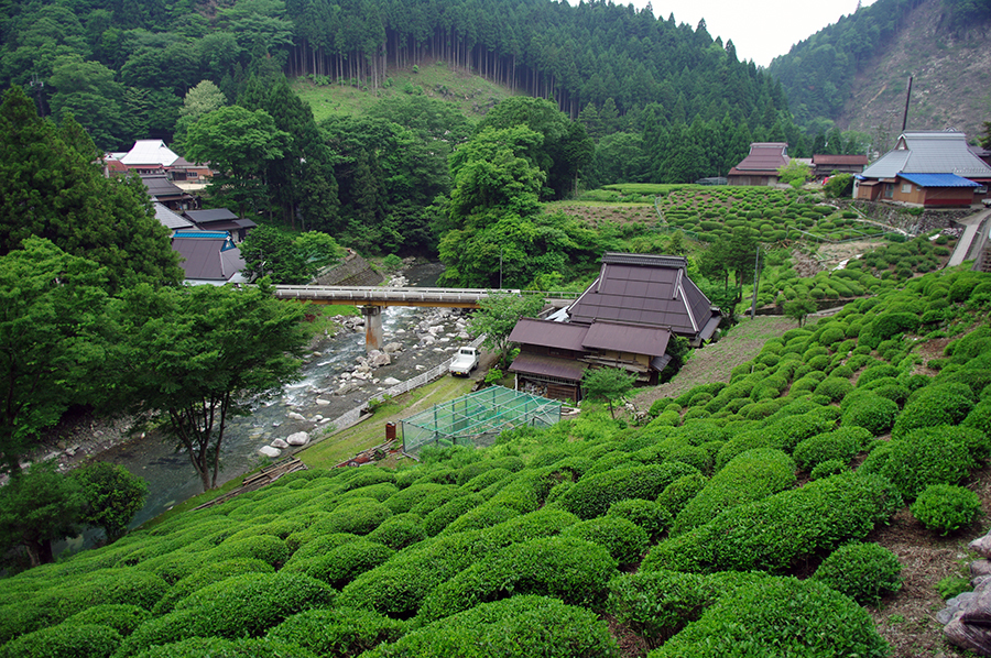 政所茶のある風景