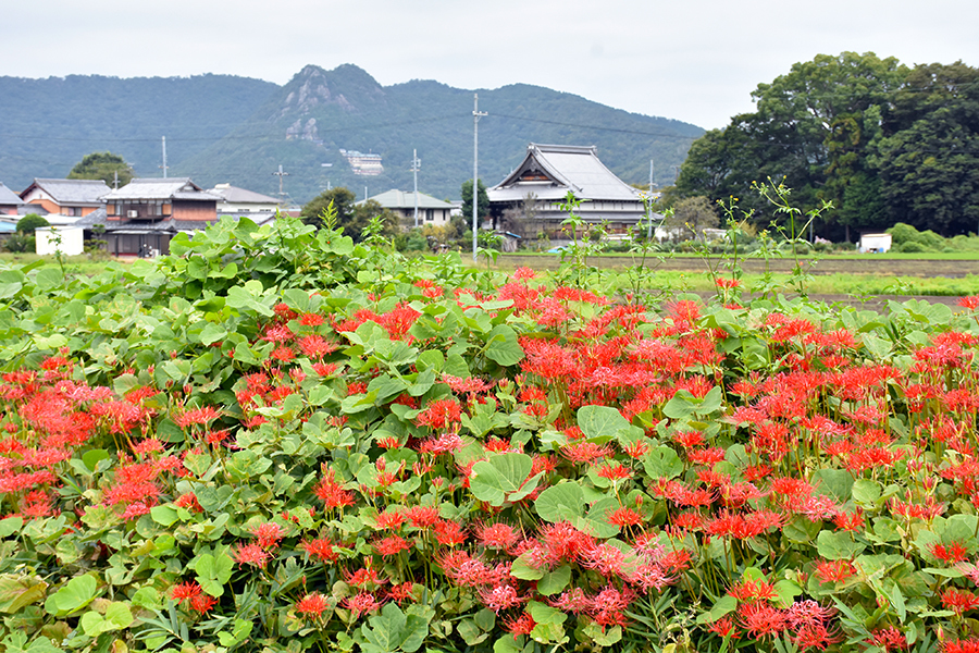 太郎坊宮と彼岸花1