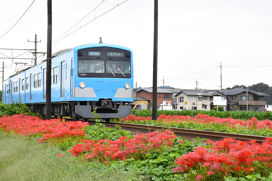 近江鉄道と彼岸花