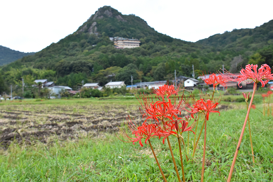 太郎坊宮と彼岸花2